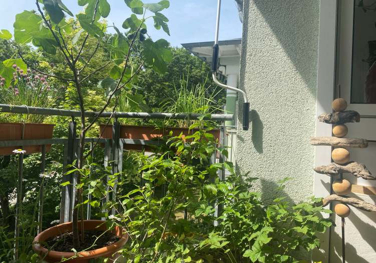 Die besten Bäume für Kübel, Terrasse und Balkon