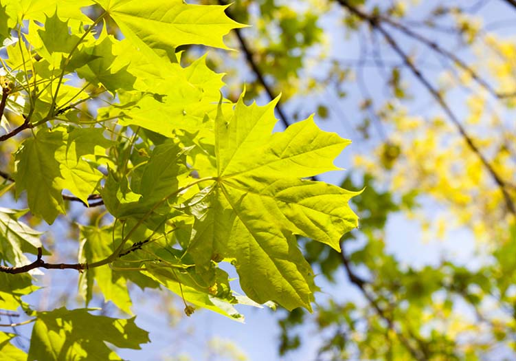 Watering the sycamore maple – tree portrait in the watering lexicon for ...