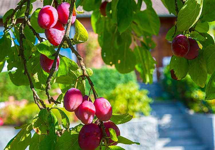 Arboles Comestibles () Arboles Comestibles